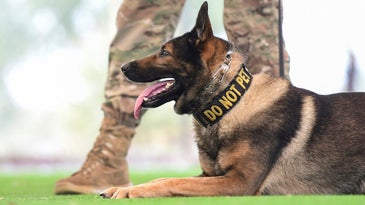 The Air Force is struggling to find homes for retired military working dogs. Here's how you can help