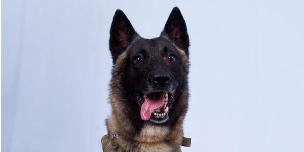 The heroic military working dog from the al-Baghdadi raid is a ‘four year veteran’ with 50 missions under her collar