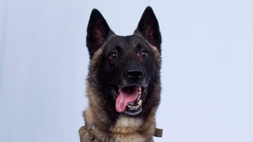 Conan, hero dog of the al-Baghdadi raid, is the star of her own Zero Bark Thirty swag