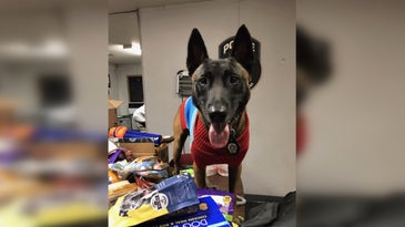NYPD K9 units help collect care packages for 'war dogs' serving overseas