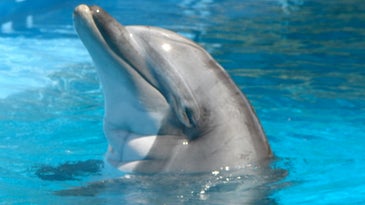 Iran may have a fleet of communist killer dolphins