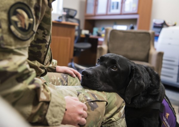 House passes bill that would stand up VA program for veterans to train service dogs