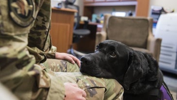 House passes bill that would stand up VA program for veterans to train service dogs