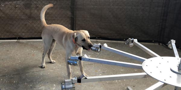 The Army is training dogs to detect COVID-19