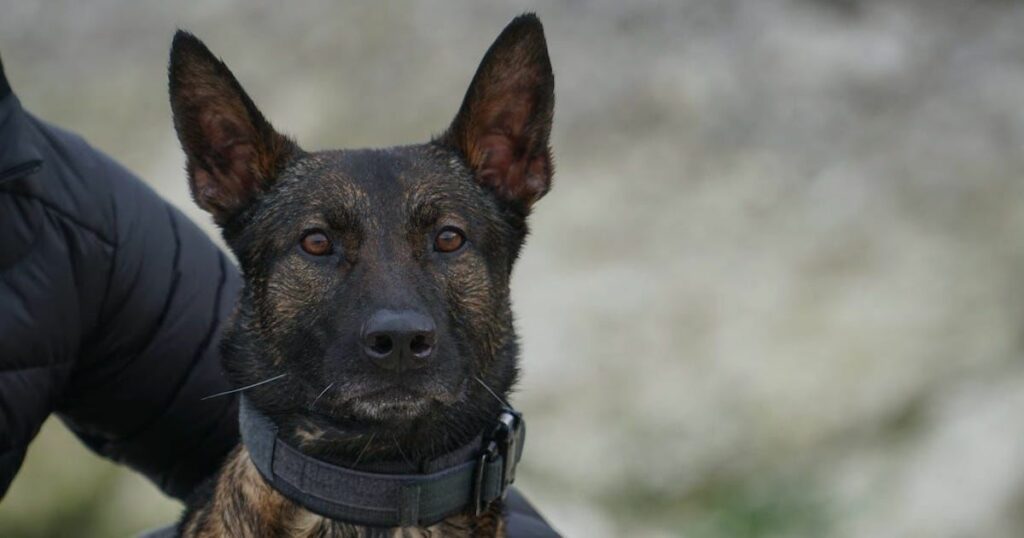Kuno, a military working dog