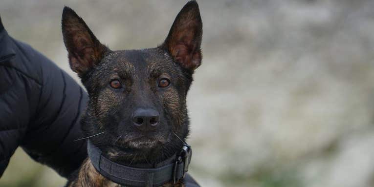 We salute this heroic military working dog for taking out the gunman who pinned his team down during a fierce firefight
