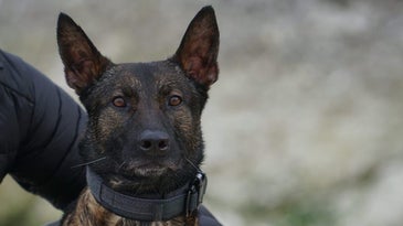 Kuno, a military working dog