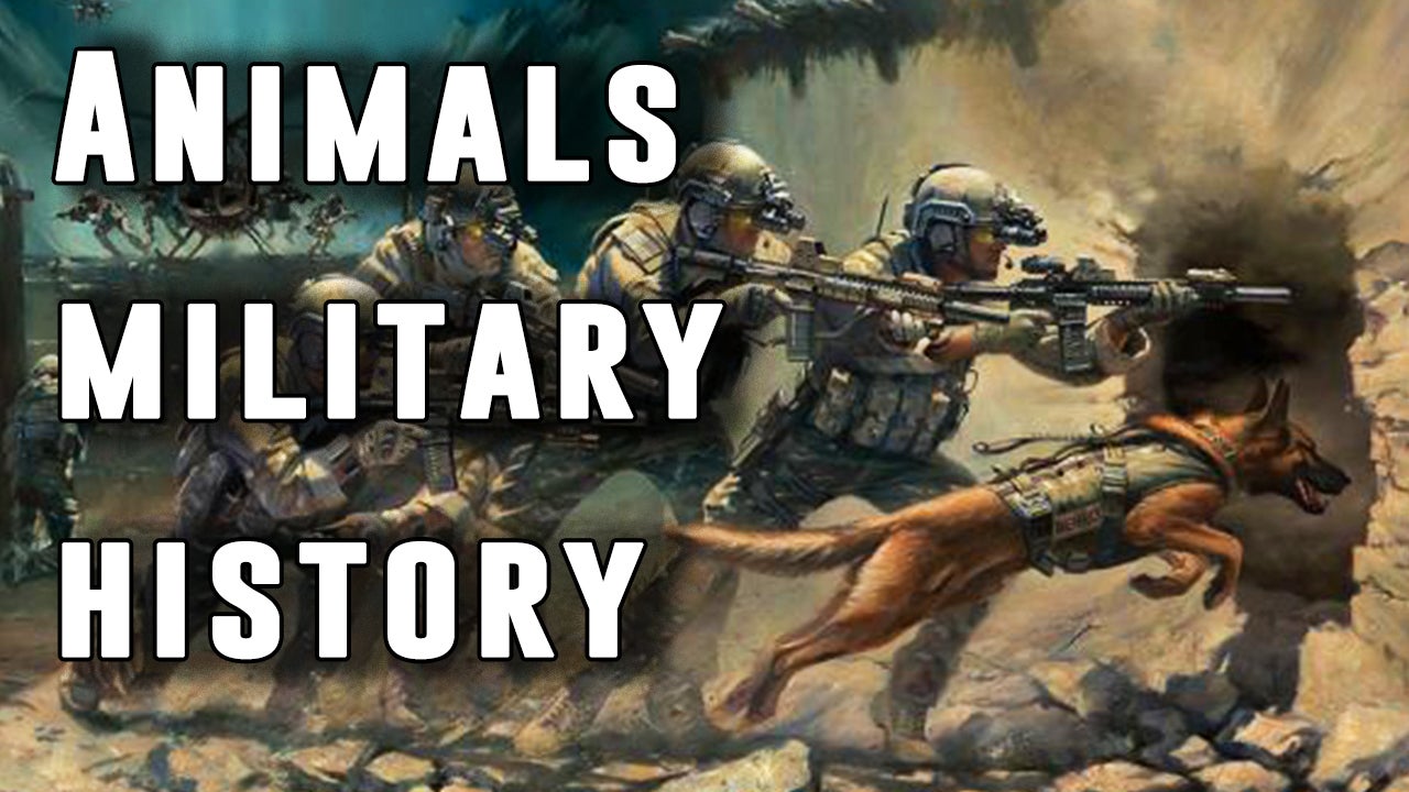 History of Animals in the Military: from Bears to Bees