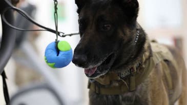 Cute Air Force dog gets physical therapy after heat-related injuries