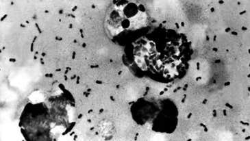 That time an Al Qaeda training camp was allegedly wiped out by bubonic plague