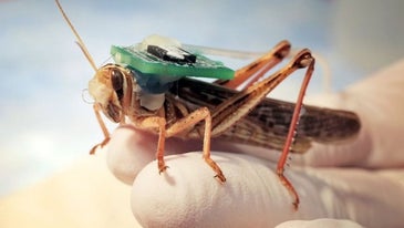 The Navy is experimenting with ‘cyborg locusts’ to sniff out explosives