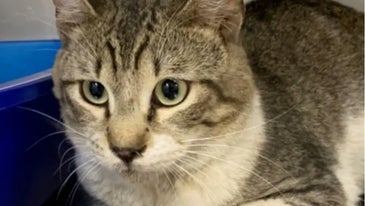 Cargo, the Air Force stowaway cat, finds new home and family in Maine