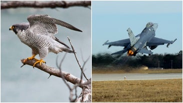 A true falconer: Air Force pilot flew F-16 Fighting Falcon, now rehabs peregrine falcons