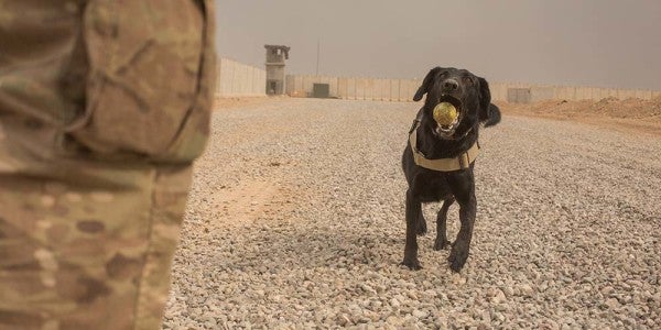 You’re Gonna Want To Read This Twitter Thread About A Convoy, An Ambush, And A Good Dog