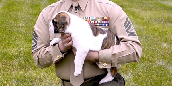 Chesty XV Drops In On Marines For National Puppy Day