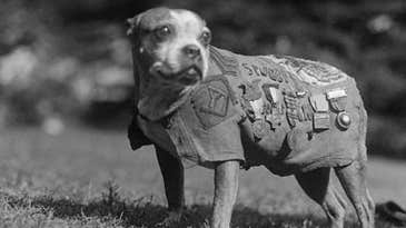 Meet Sergeant Stubby, The Most ‘Decorated’ Dog Of World War I