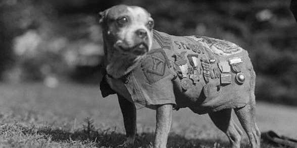 Meet Sergeant Stubby, The Most ‘Decorated’ Dog Of World War I
