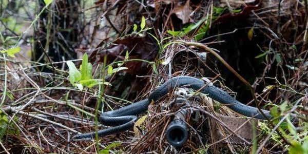 Can You Spot The Sniper In This Photo… Holy Crap Is That A Snake?