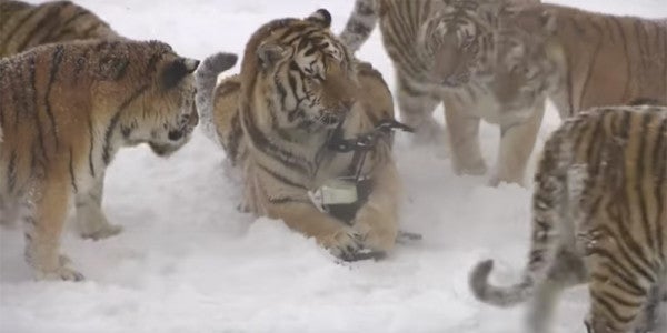 Watch Tigers Tear A Drone Out Of The F**cking Sky