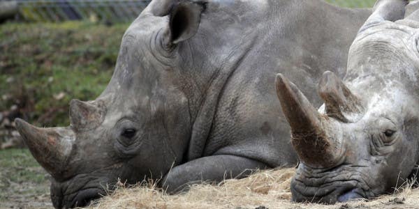 Poachers Break Into A French Zoo, Kill Rare White Rhinoceros In Cold Blood