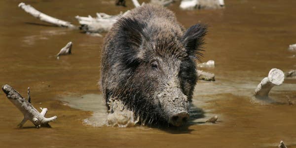 Wild Pigs Kill 3 ISIS Fighters, Restore Some Karmic Balance To The Universe