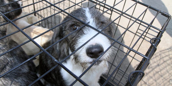Lawmakers Demand Answers On VA Experiments That May Kill Dogs