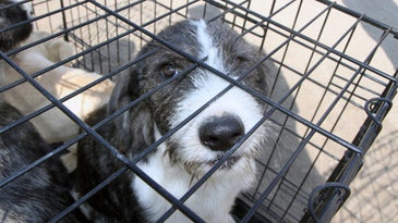 Lawmakers Demand Answers On VA Experiments That May Kill Dogs