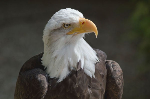 Virginia Man Brutally Kills Bald Eagle Because It Ate Fish From His Pond