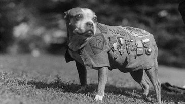 Sgt  Stubby Was The Original War Dog