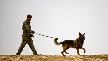 The Forgotten Heroes Of America’s Past Wars: Military Working Dogs