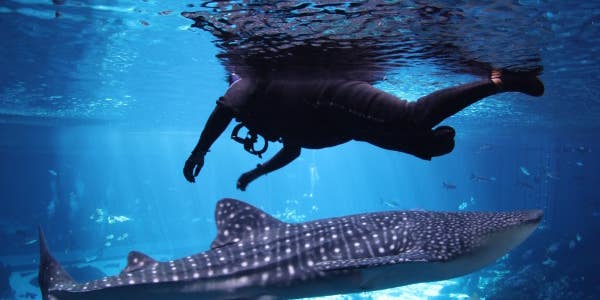 Wounded Veterans And Service Members Swim With Giants At Georgia Aquarium