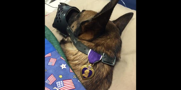 Photo Of Injured Military Working Dog With Purple Heart Goes Viral