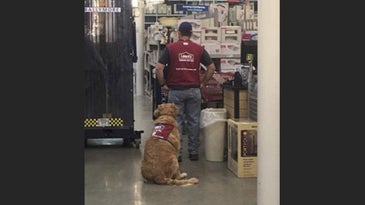 People Are Obsessed With This Vet And His Service Dog Who Both Work At Lowe’s