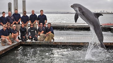 These Navy Dolphins Are On A Mission To Save An Endangered Species