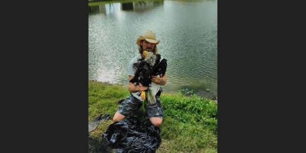 Florida Man Jumps In Pond To Rescue Eagle From Jaws Of Alligator