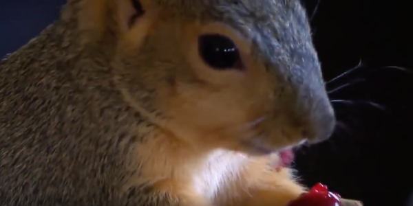 Hero Pet Squirrel Savages Burglar To Defend Owner’s Gun Collection