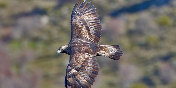 Killer Golden Eagles Take To The Skies Over France To Slay Drones