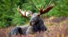 Five animals you can hunt in North America &#8230; if you dare