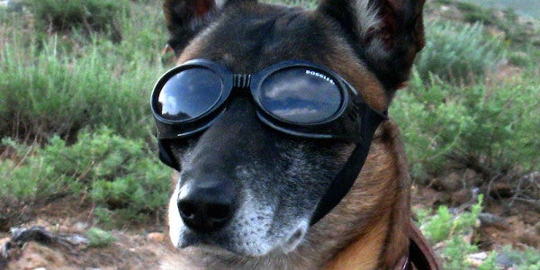 Dogs Have Been Involved in US Military Operations Since 1942
