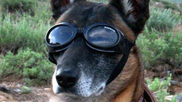 Dogs Have Been Involved in US Military Operations Since 1942