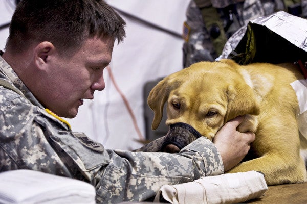 This Nonprofit Sends Rescue Dogs To Comfort At-Risk Veterans