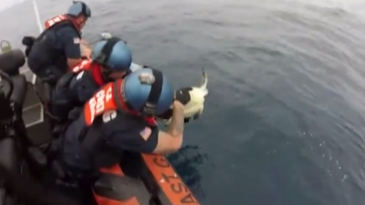 Watch A Coast Guard Crew Find Trapped Sea Turtles While Searching For Drugs