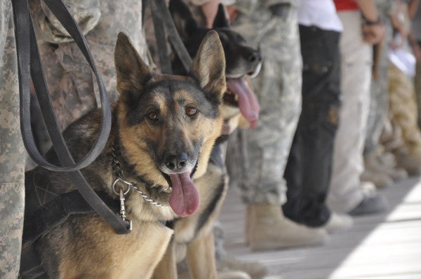 The Heartbreaking Story Of How Retired Military Working Dogs Are Being Denied Health Care