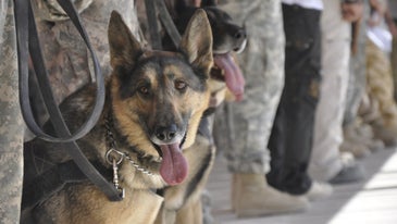 The Heartbreaking Story Of How Retired Military Working Dogs Are Being Denied Health Care