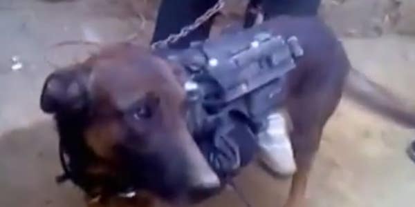 The Taliban Has Reportedly Captured A Military Working Dog