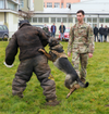  Cpl. Dustin Borchardt, a military dog handler with the 100th Military Police Detachment based out of Stuttgart, Germany, gives a bite suit demonstration with his military working dog in Ferizaj/Ferizaje, Kosovo, on Dec. 8, 2020. (Army National Guard photo / Staff Sgt. Tawny Schmit)