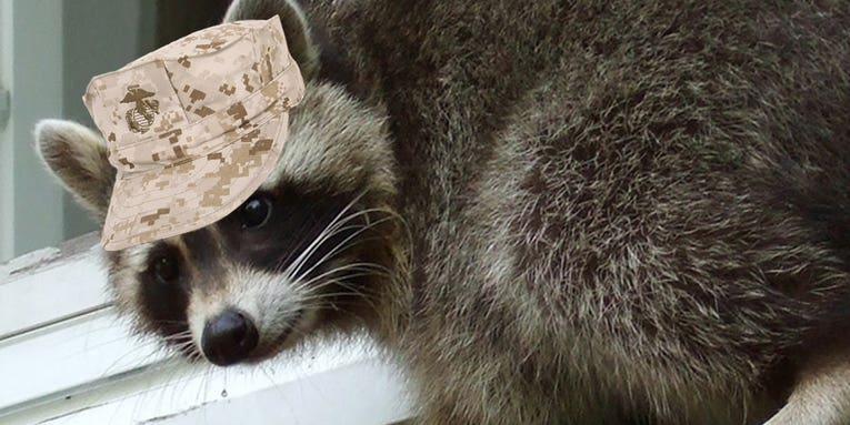 Breaking the trash ceiling: Raccoon grunt checks into Marine barracks room