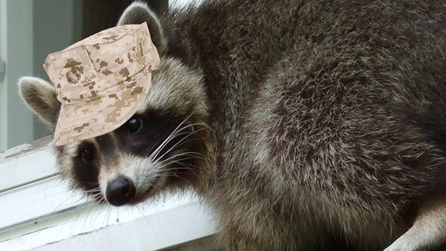 raccoon hat