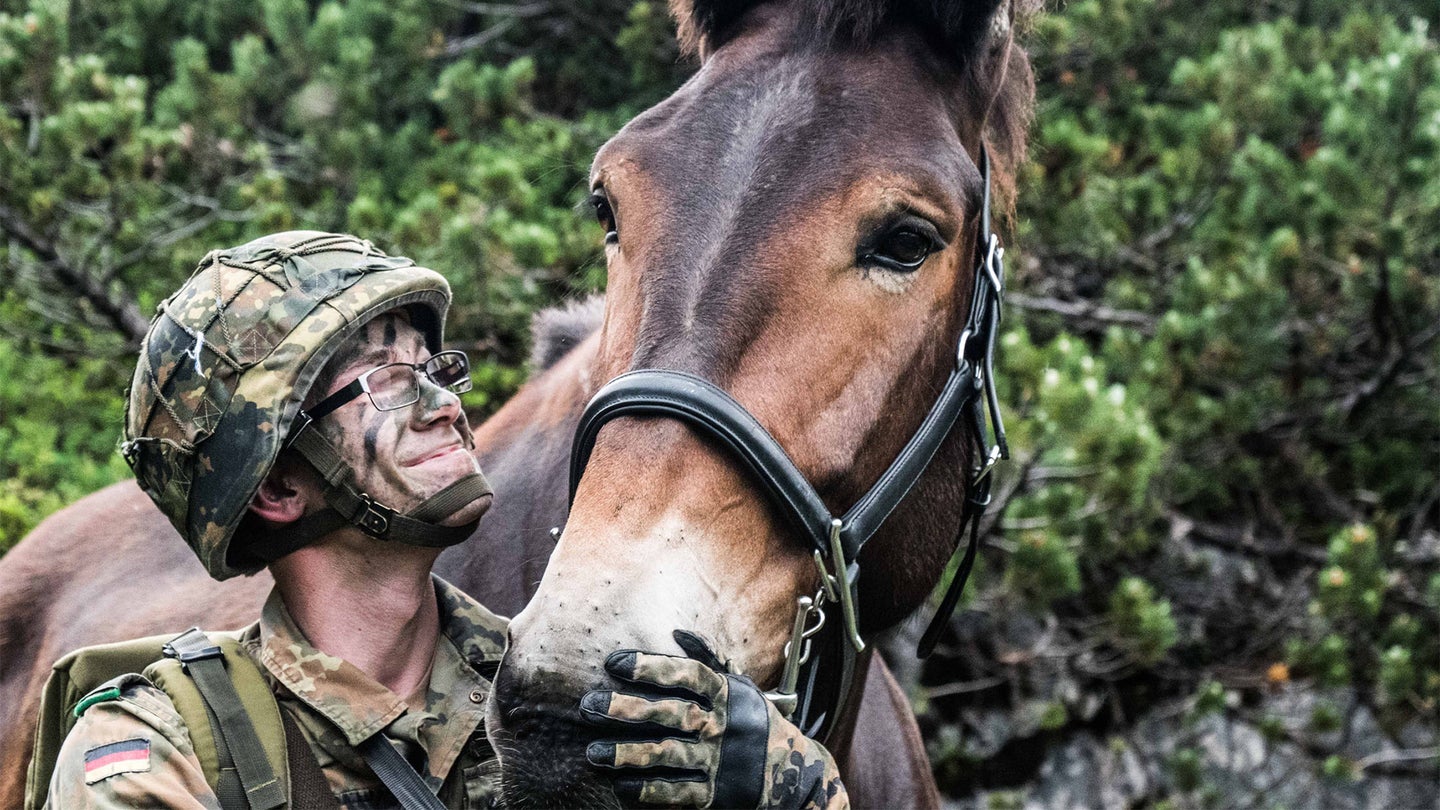A member of the German Mountain Infantry Brigade pets a mule while on exercise Mountain Lion in the Alps in 2018. The German Mountain Infantry Brigade are the last brigade in the Bundeswehr that use horses and mules. (NATO photo)