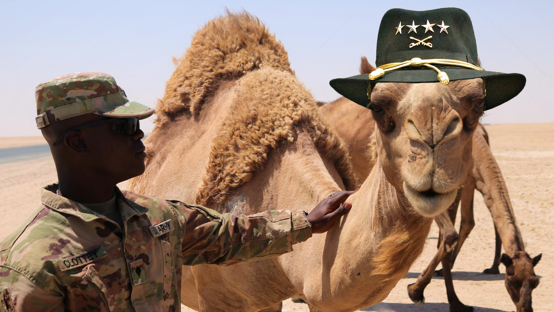 camels join the army essay